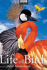 The Life of Birds
