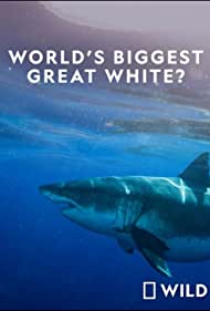 World's Biggest Great White Shark