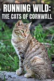 Running Wild: The Cats of Cornwall