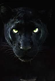 The Real Black Panther