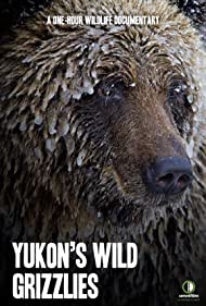 Yukon's Wild Grizzlies