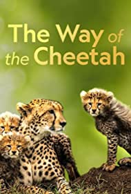 The Way of the Cheetah