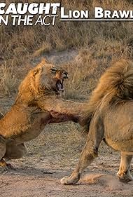 Lion Brawl