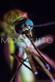 Mosquito